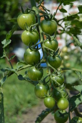 Cherry tomatoes on the bush.