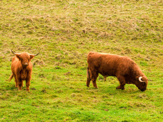 Schottische Hochlandrinder