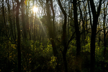 Naklejka premium Lumière dans la forêt en automne