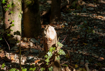 Souche d'un arbre rongé et abbatu par des castors dans la vallée du Granzon près des Vans. Ardèche, FRANCE, 24 juillet 2018