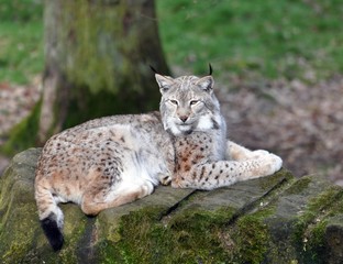 Luchs