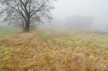 Obraz na płótnie Canvas Foggy morning in autumn .