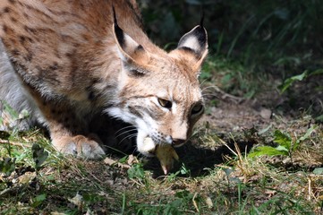 Luchs