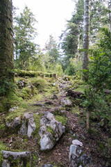 Le Caunil, la forêt d'En Malo