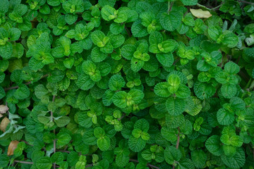 Background and texture of green leaf. Plant for decorations in the garden.