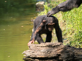 Chimpanzé