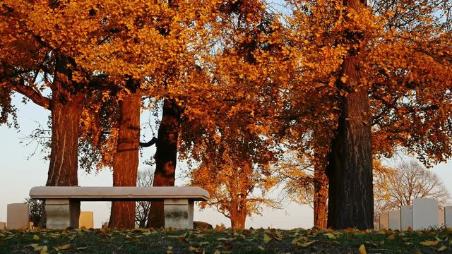 Autumn background in a war cemetery : falling golden leaves under blue sky and sunset light