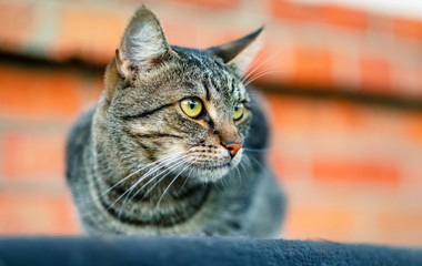 Cute homeless cat sitting on the roof