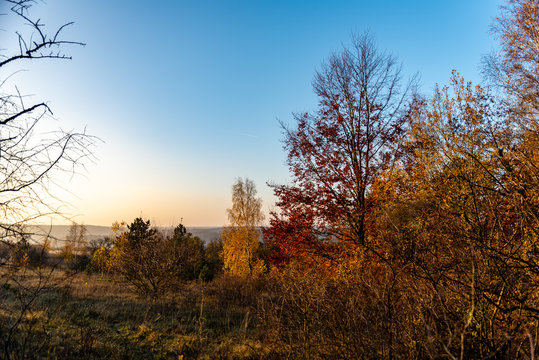 Bosquet d'arbres avec leurs couleurs d'automne