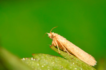 white moth insects