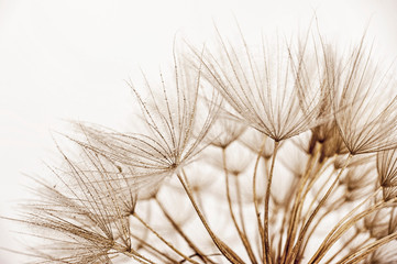 dandelion