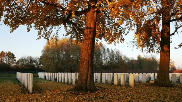 Autumn background in a war cemetery : falling golden leaves under blue sky and sunset light