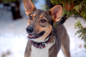 Adopted pretty mongrel (previous stray dog) stands alone at the snow background, with brown leather collar, attentive look. Outdoor, frozen day, close up portrait of family pet. Copy space.