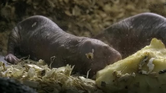 Pair of naked or desert mole rats or sand puppies gnawing piece of tuber with their sharp teeth. Two weird-looking burrowing rodents eating fruit. Small wild African underground animals feeding.