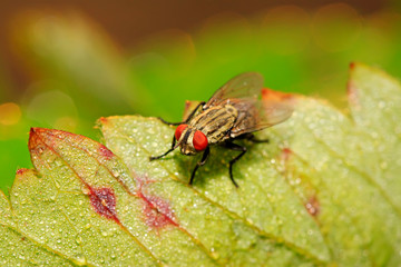 closeup of tachina fly