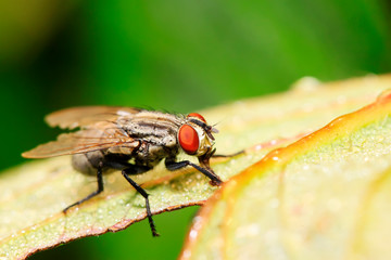 closeup of tachina fly