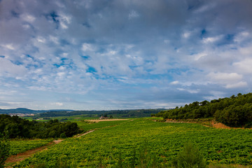 Vista de viñedos en la comarca del Penedés, provincia de Barcelona, Catalunya