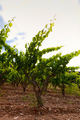 Vista de viñedos en la comarca del Penedés, provincia de Barcelona, Catalunya