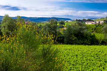 Vista de viñedos en la comarca del Penedés, provincia de Barcelona, Catalunya