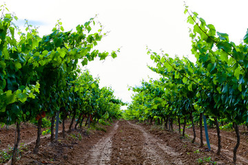 Naklejka premium Vista de viñedos en la comarca del Penedés, provincia de Barcelona, Catalunya