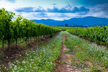 Naklejka premium Vista de viñedos en la comarca del Penedés, provincia de Barcelona, Catalunya