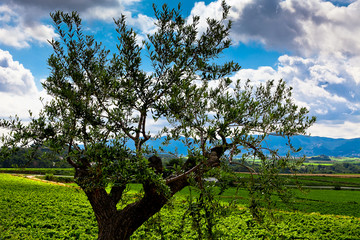 Vista de viñedos en la comarca del Penedés, provincia de Barcelona, Catalunya