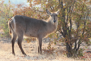 A lonely Waterbuck