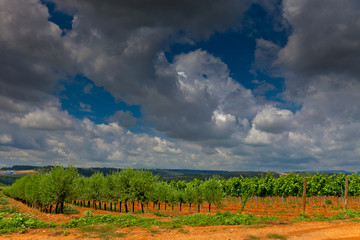 Vista de viñedos en la comarca del Penedés, provincia de Barcelona, Catalunya