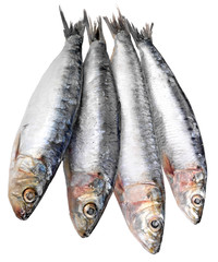 SARDINES CUT OUT