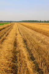 wheat field after harvesting