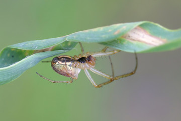 Orb-weaving spider, Metellina mengei/segmentata