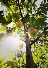 Rippe apples in the orchard ready for harvests