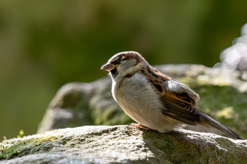 Spatz auf einem Stein