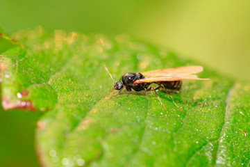 ant with wings on green leaf