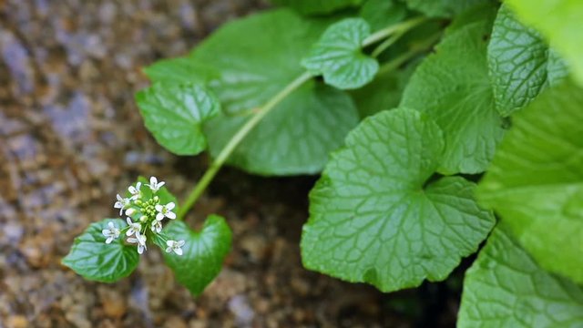 Japanese wasabi fields. Close Up.