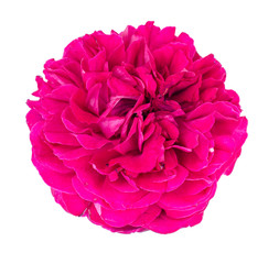 Petals and head of dark pink rose on white background