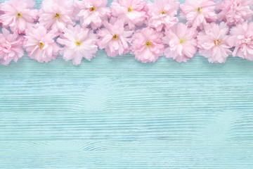 pink cherry fresh flowers frame on blue wooden background, flat, with copy space