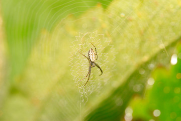 spider