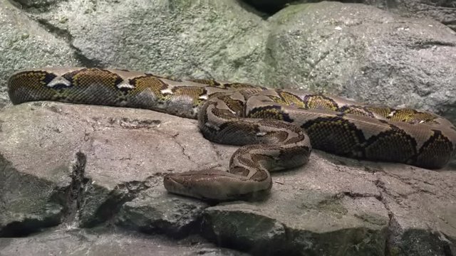 Gorgeous reticulated python basking on rocks. Giant exotic snake lying relaxed on stone. Large beautiful reptile resting on boulder. Tropical species in natural habitat or zoo. Camera zooms out. 