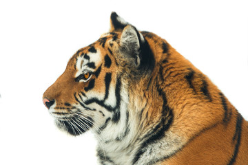  portrait tiger isolated