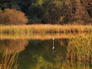 白鳥のいる秋の千駄堀池風景
