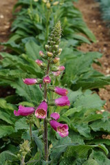 Foxglove