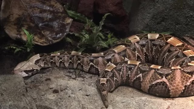 Gaboon viper lying still on stone. Venomous snake resting on rock. Dangerous tropical reptile laying relaxed on boulder among exotic plants. Beautiful African animal in captivity. Camera zooms out. 