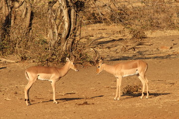Fight between impalas