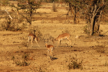 Fight between impalas