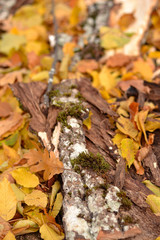 Bark tree in the ground with autumn leaves