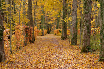 Path in the forest in autumn