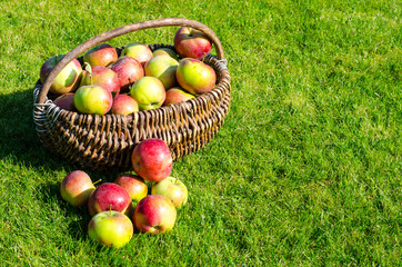 Ripe apples in old vintage wicker basket on background of green grass