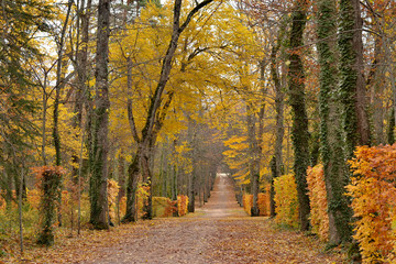 Obraz premium Path in the forest in autumn