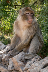 Macaque de Barbarie (Macaca Sylvanus) assis sur un mur de pierre